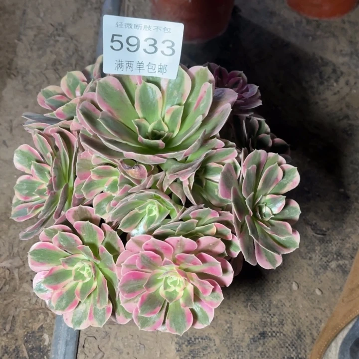 5933女郎的人多肉的