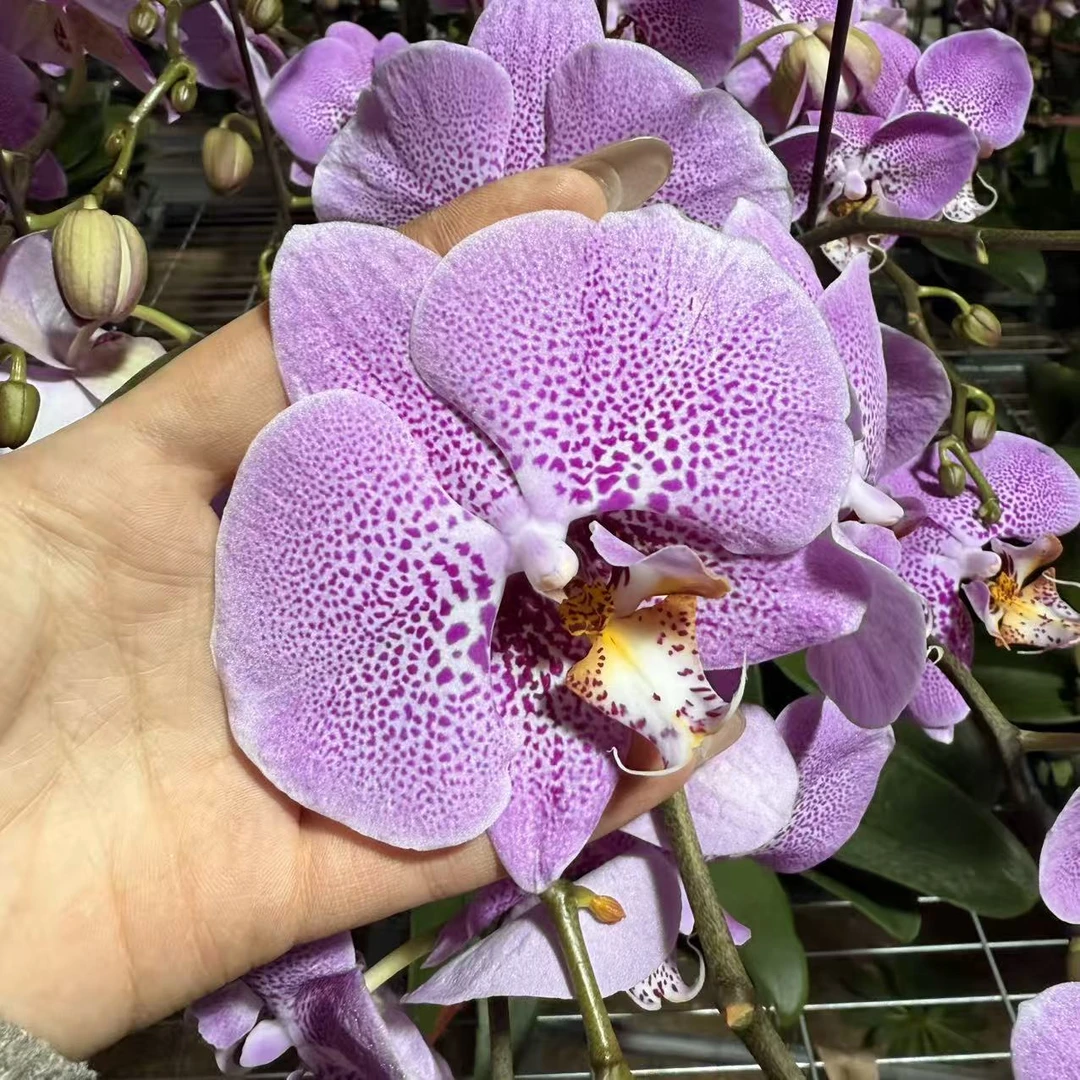 《花漫里基地》蝴蝶兰 【富乐之星】全花开花株发货