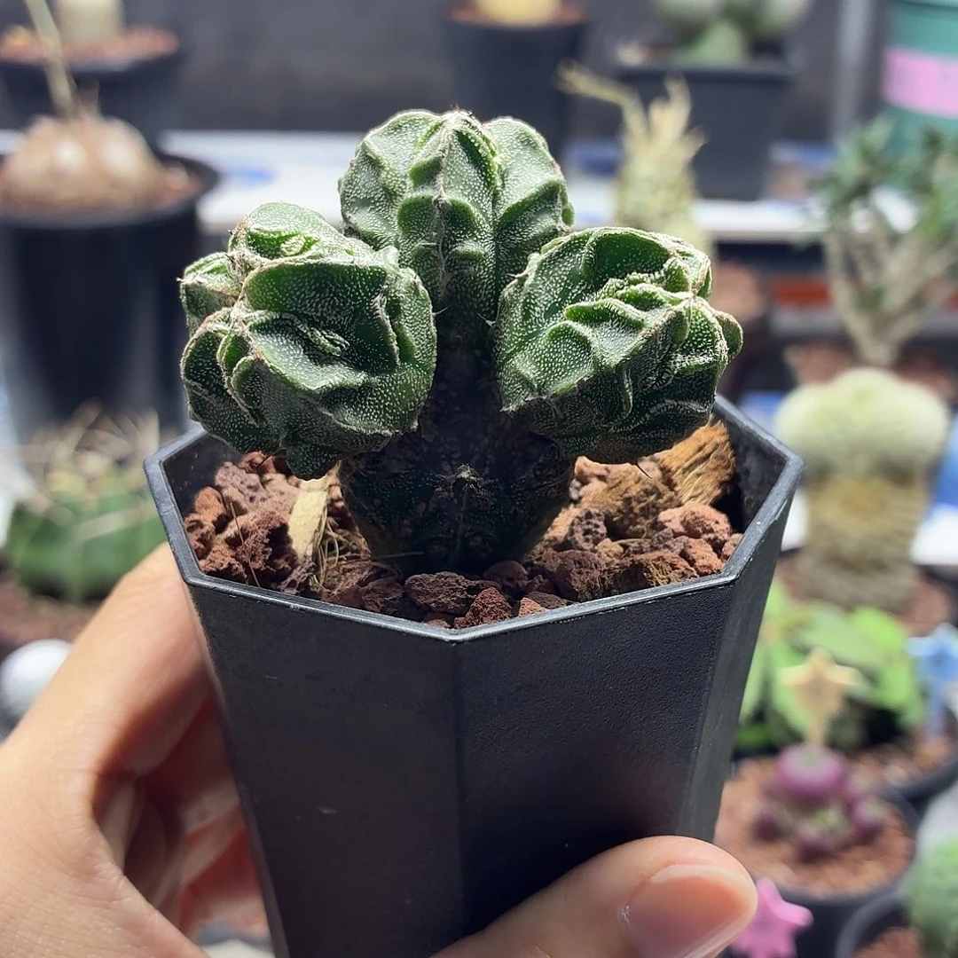 T***r核桃一物一拍仙人球