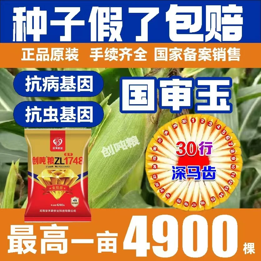 创吨粮ZL1748头茬精播玉米种抗涝旱根系发达抗倒伏大名牌玉米种子
