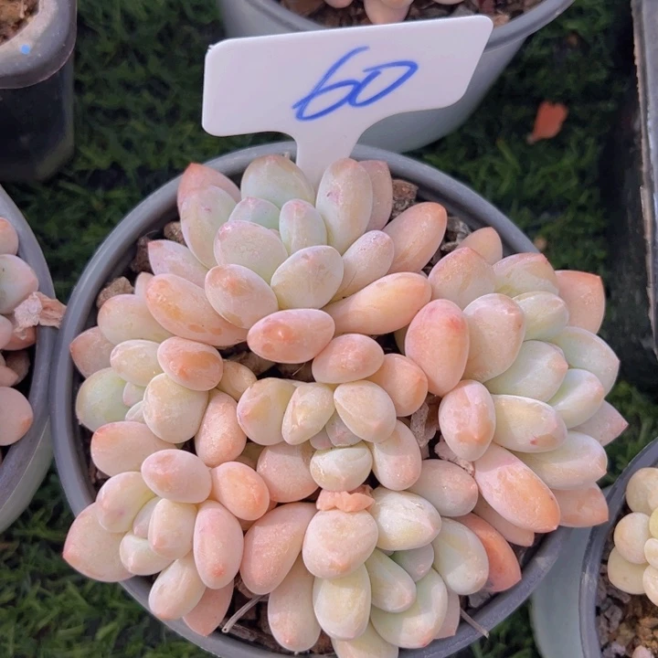 健健康康平平安安