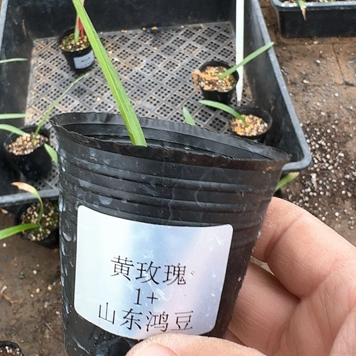 当前无花栽培后可以开花?****?黄