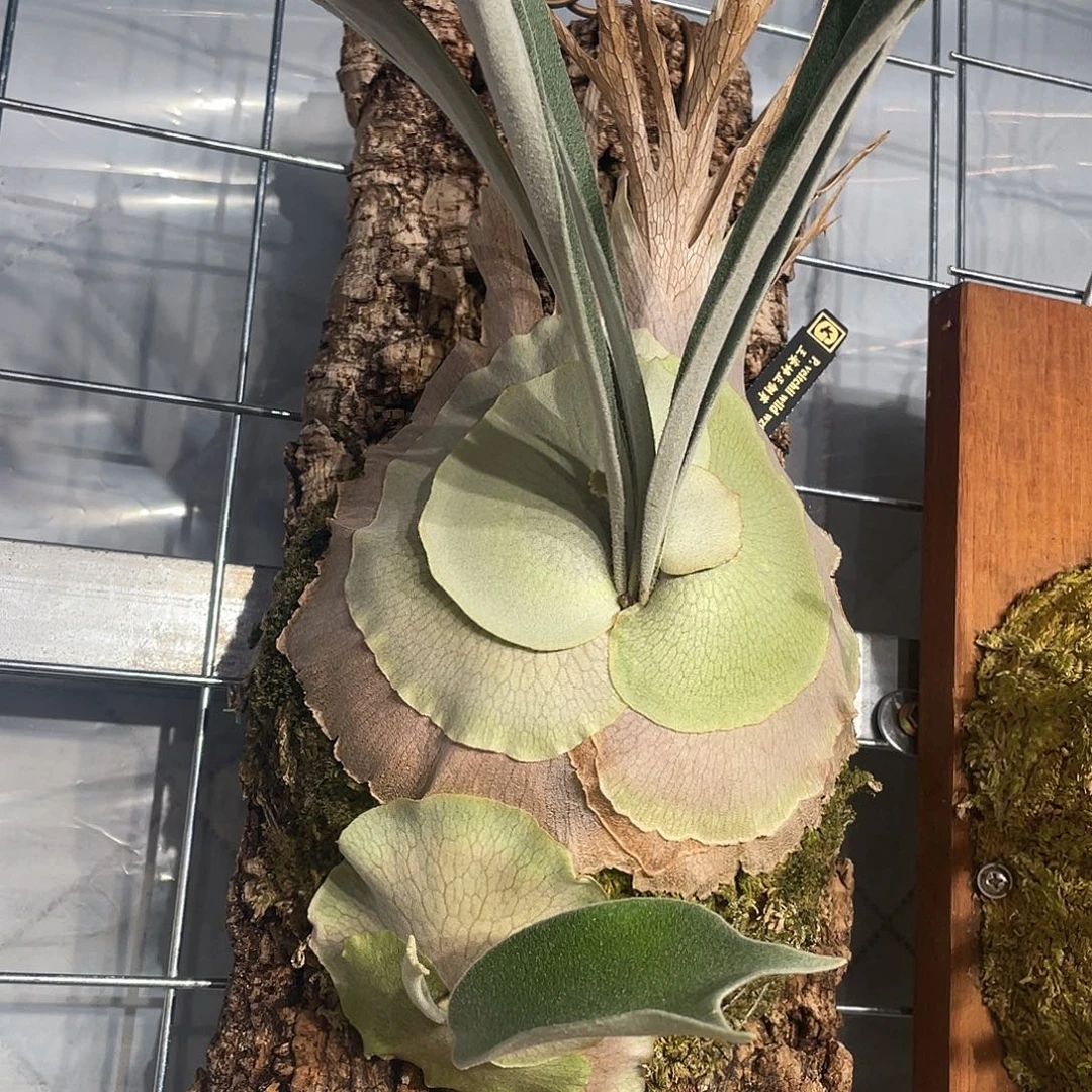 完全开放Wzt侧芽孢子苗