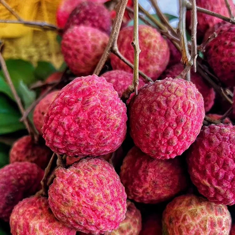 【空运冷链】正宗广西仙进奉荔枝当季新鲜时令水果现摘