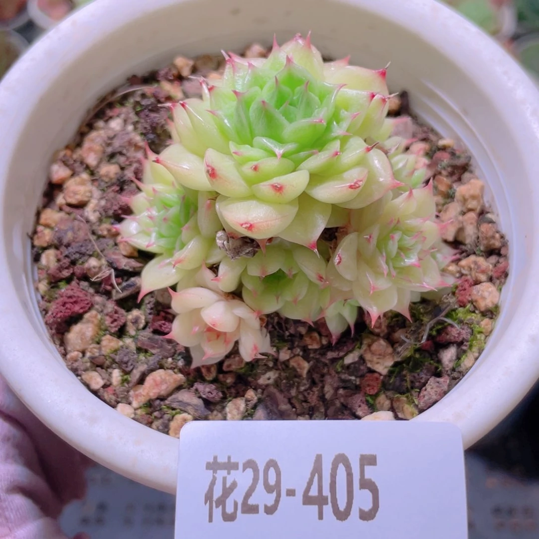 花利美29-405海王