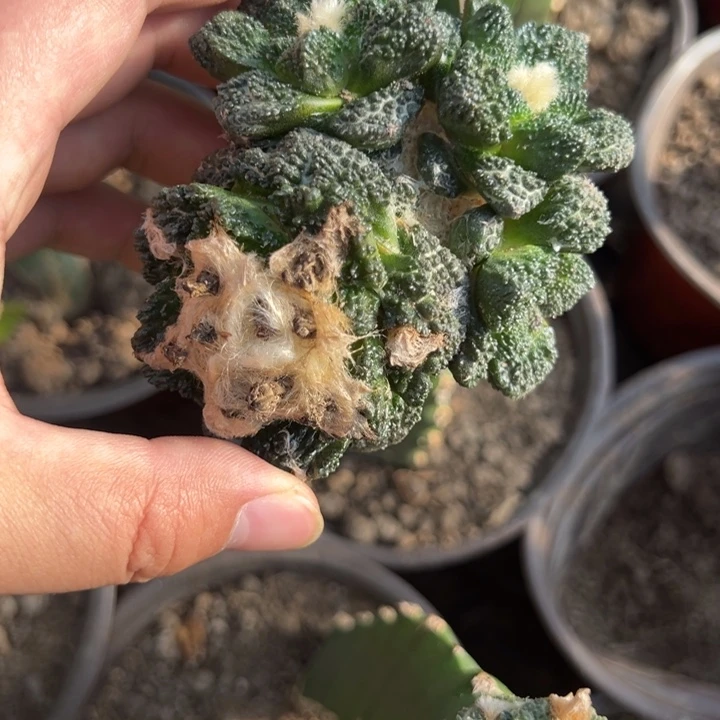 哥斯拉牡丹群仙人球1357号