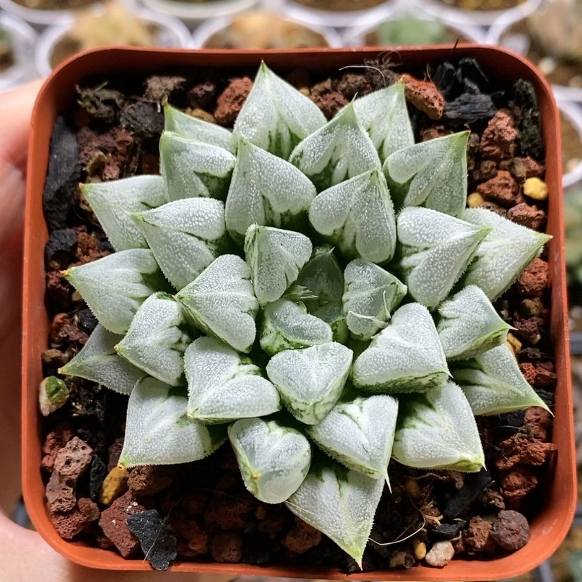 【闪购商品】20爱心寿母本