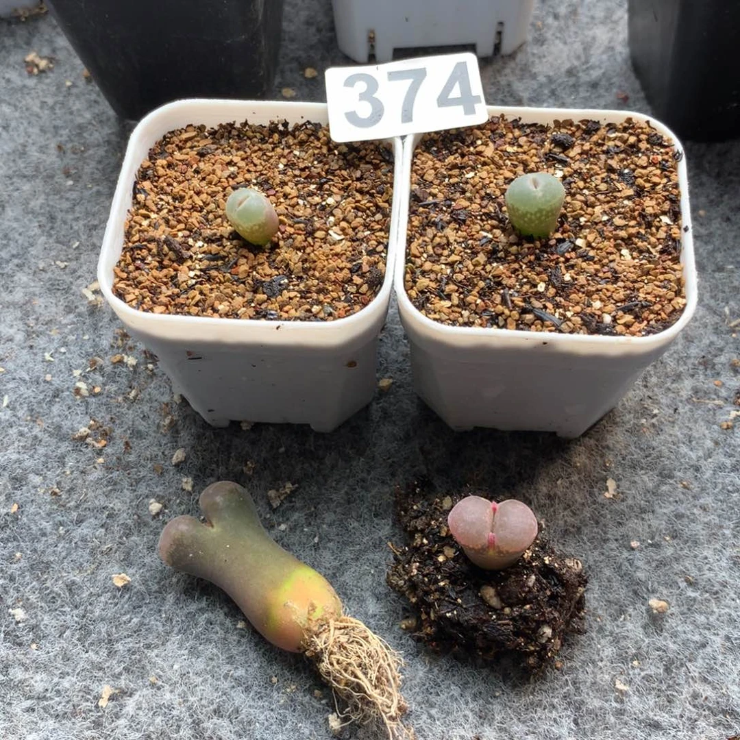 兮****）374风铃一组四颗