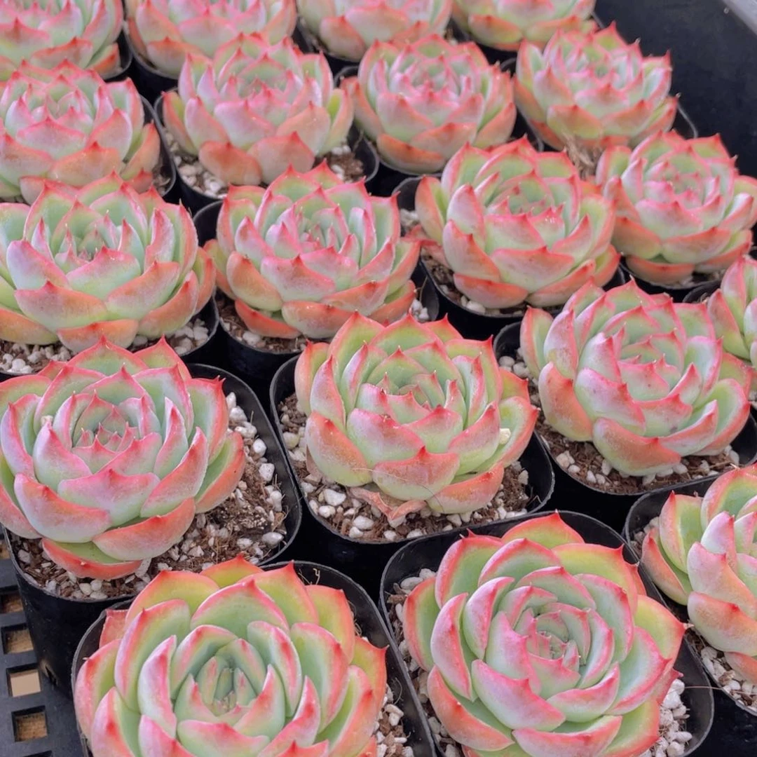 量拍37号 玫瑰花粉侧影单头一个