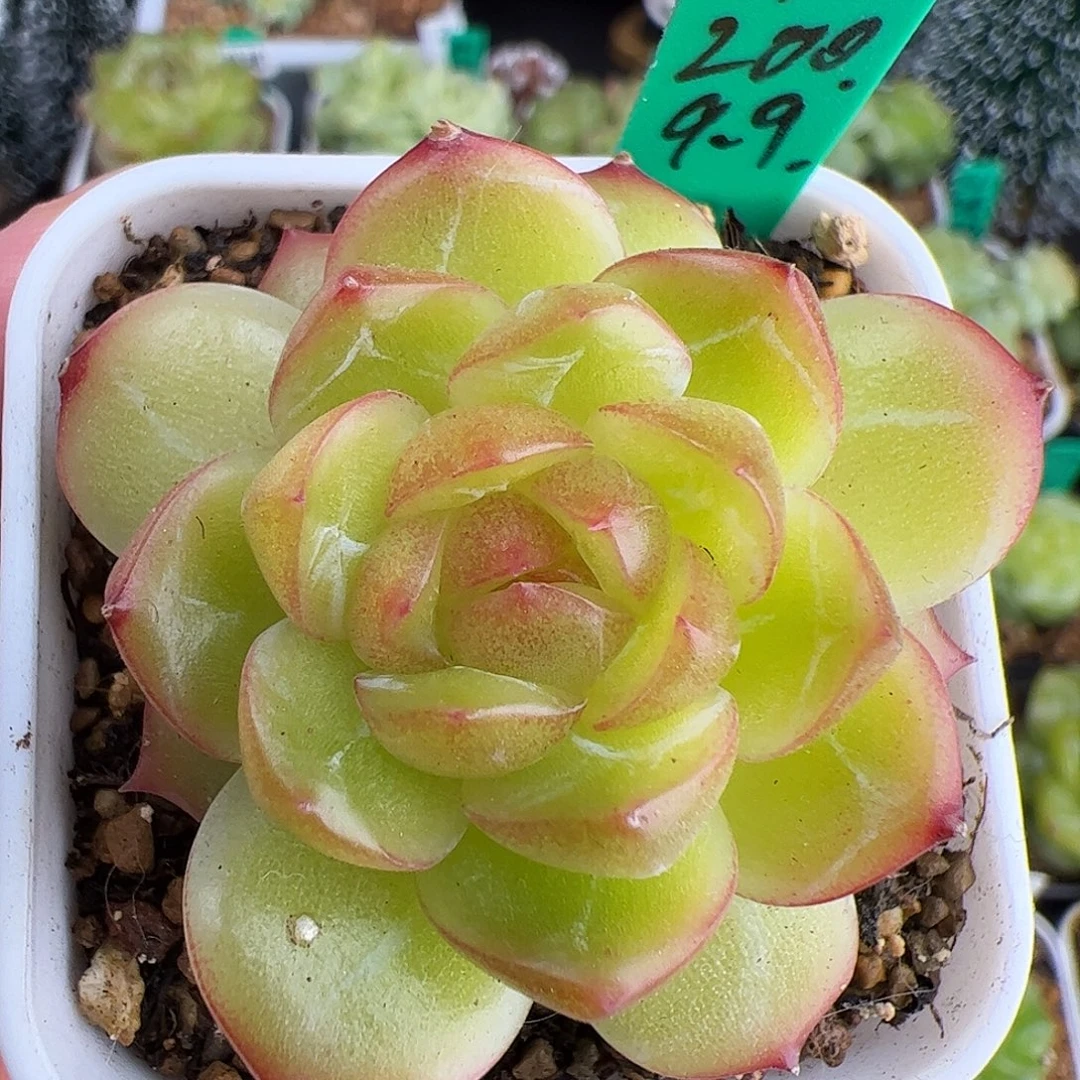 200.单头珍妮，黄油透