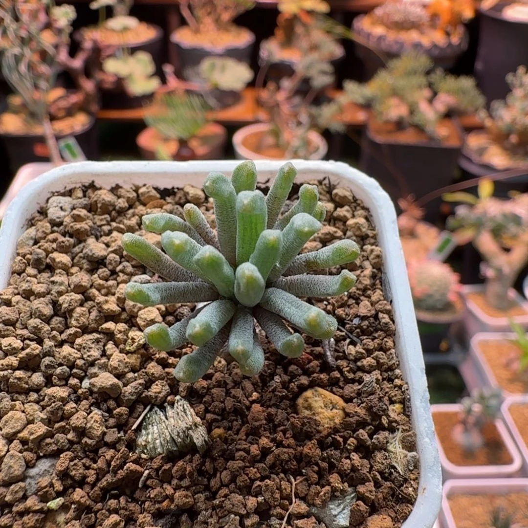 Y花磷芹属208 仙人球