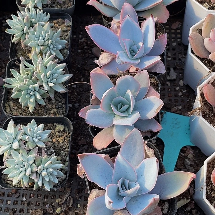 广寒宫2.8带盆土发货