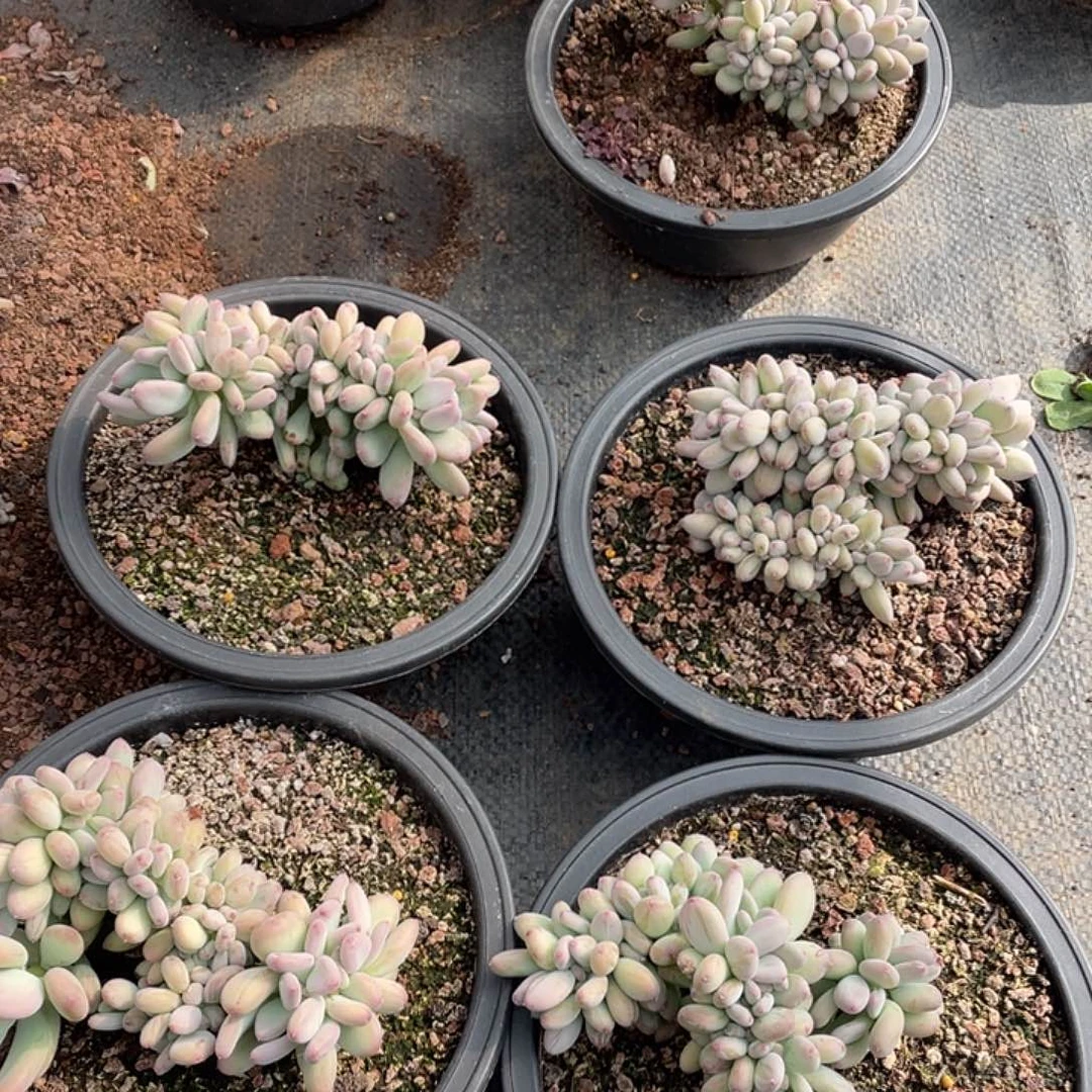 三日月美人缀化28.8米量拍多肉