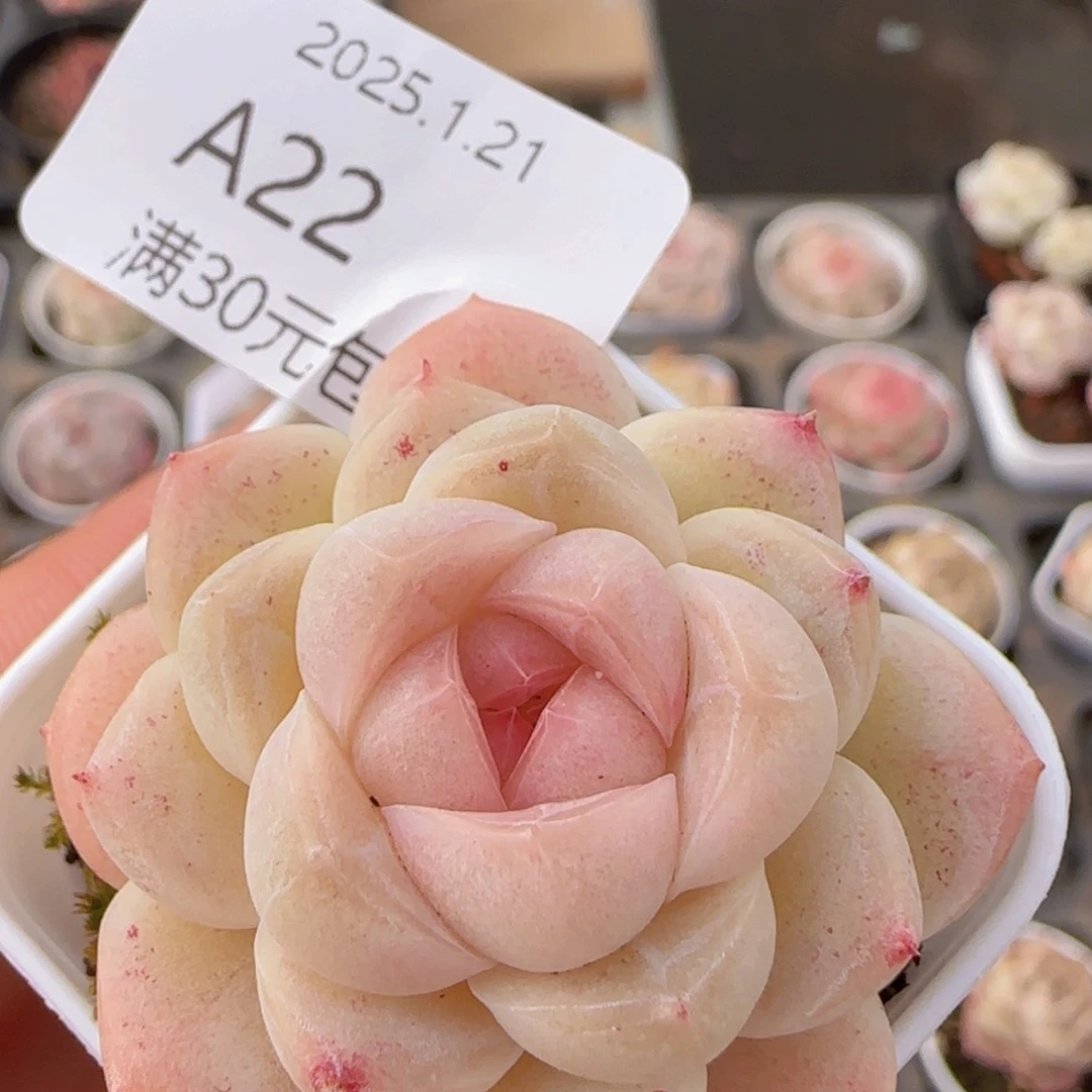 糖心一颗脱土发货的