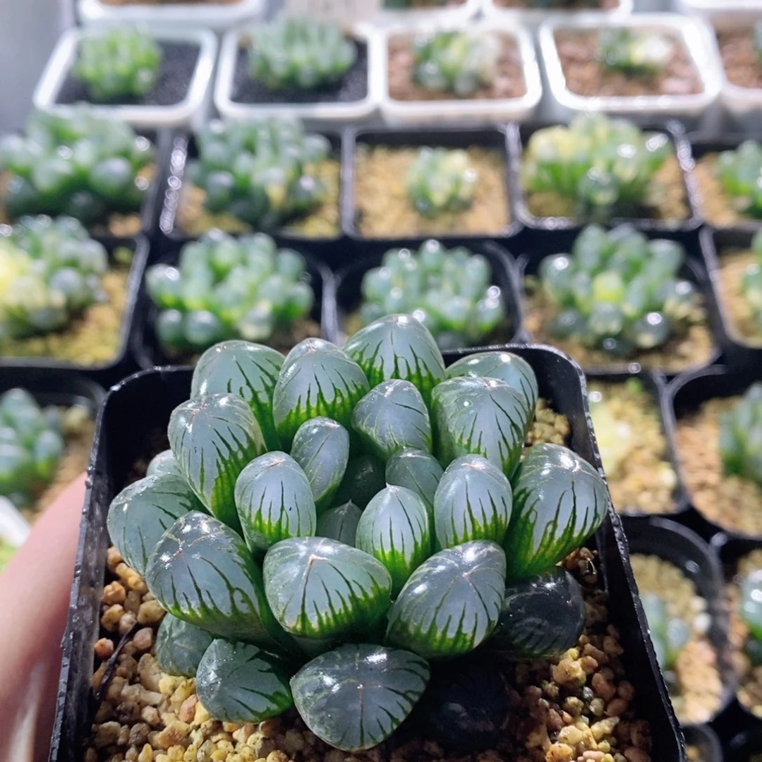 实生玉露多肉植物多肉植物