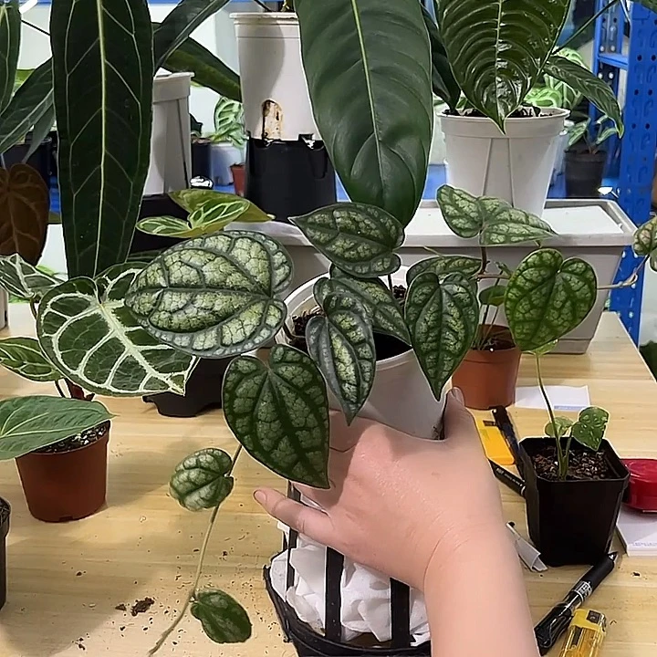 无花朵银水晶胡椒