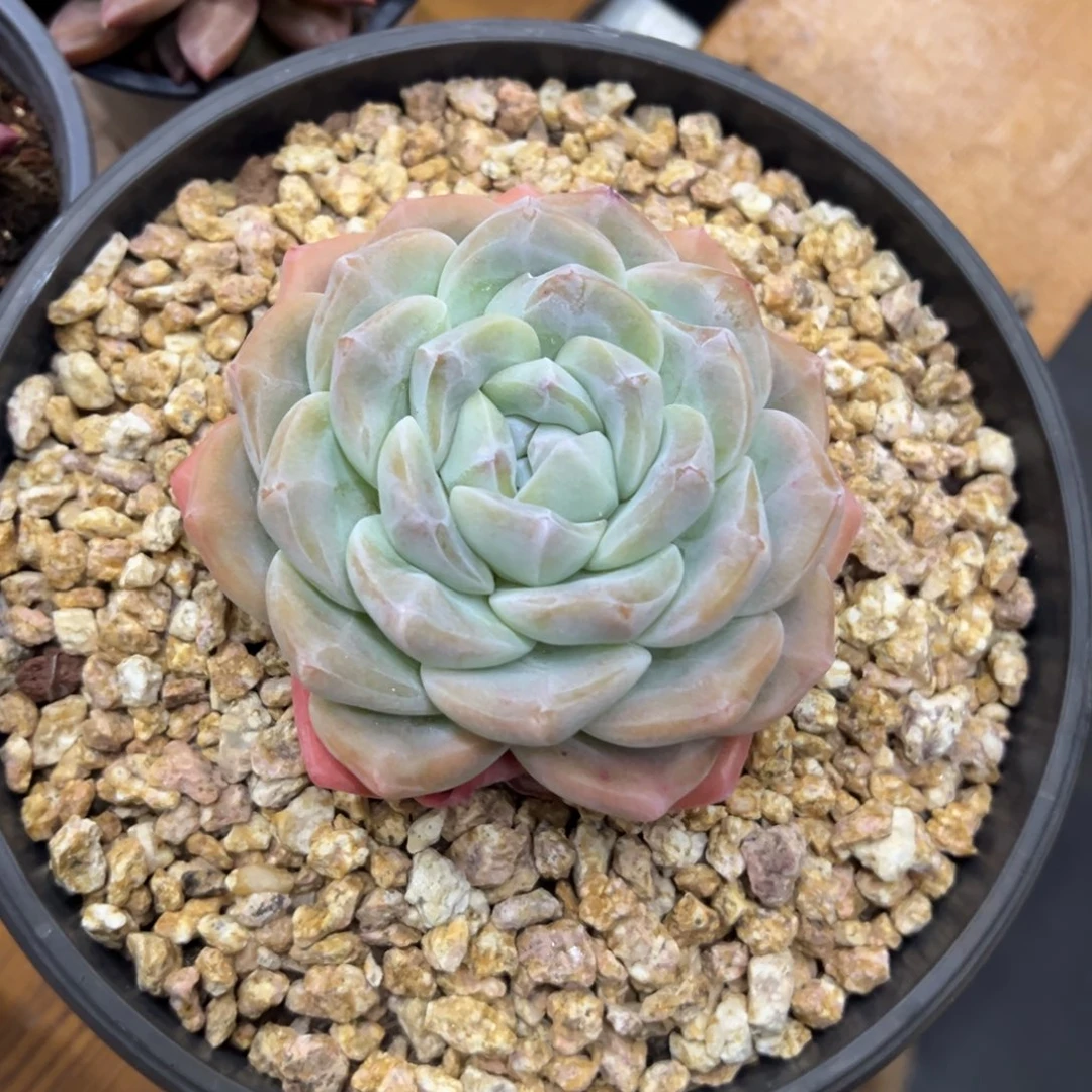 张张精品多肉冰玉