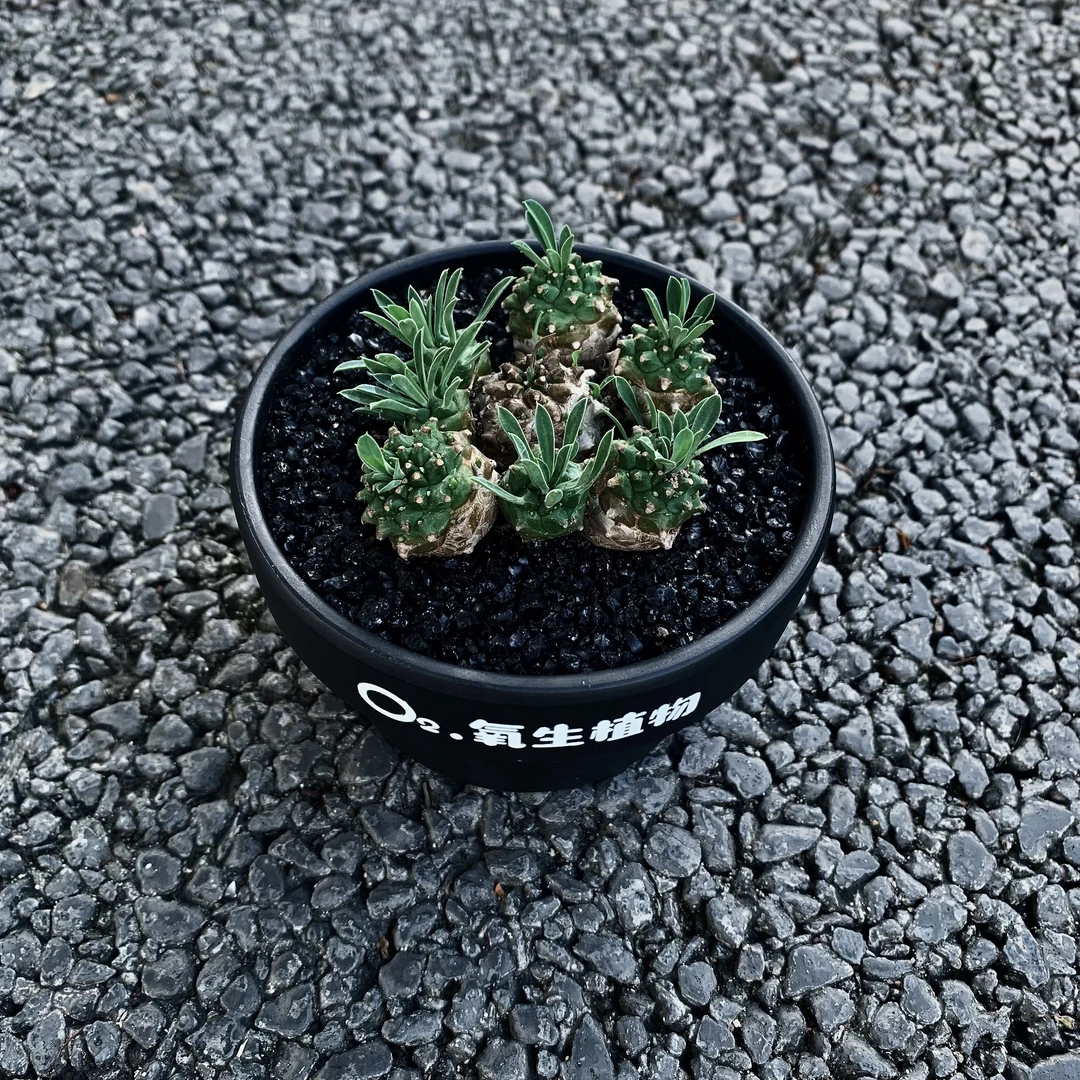 峨眉山小盆栽 创意绿植块根多肉植物大戟科 室内装饰麒麟群生多头