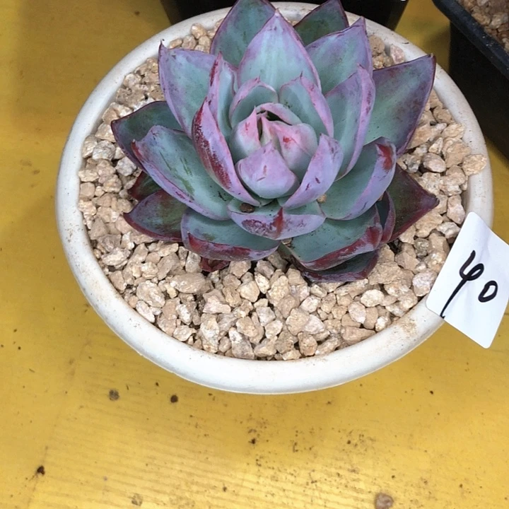 慧*?40////////////////