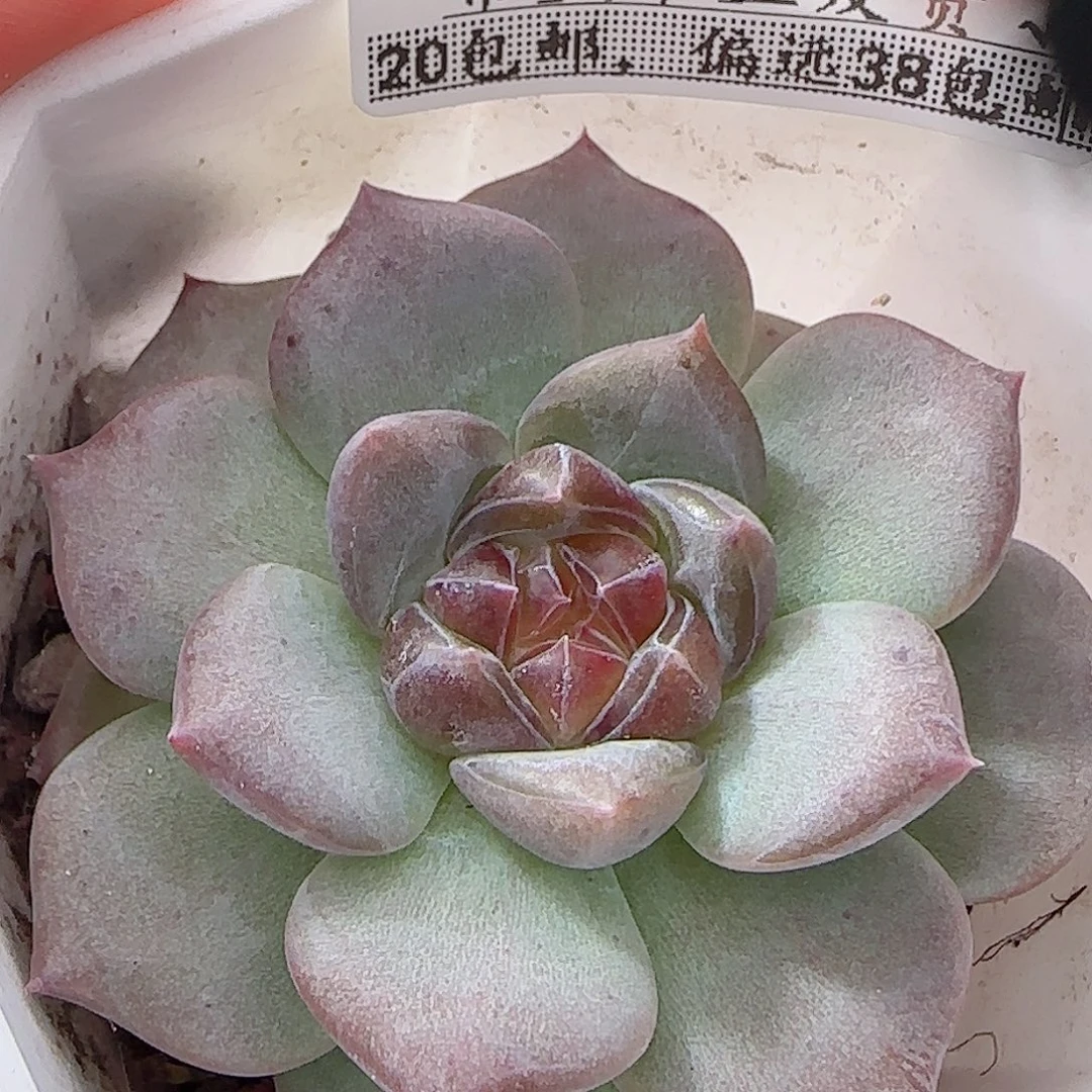 多肉0917--97琥珀