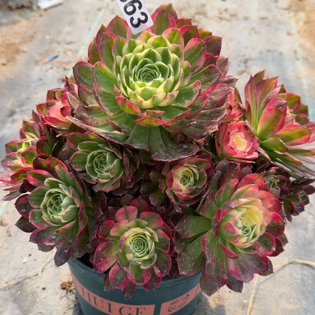 863海王多肉植物