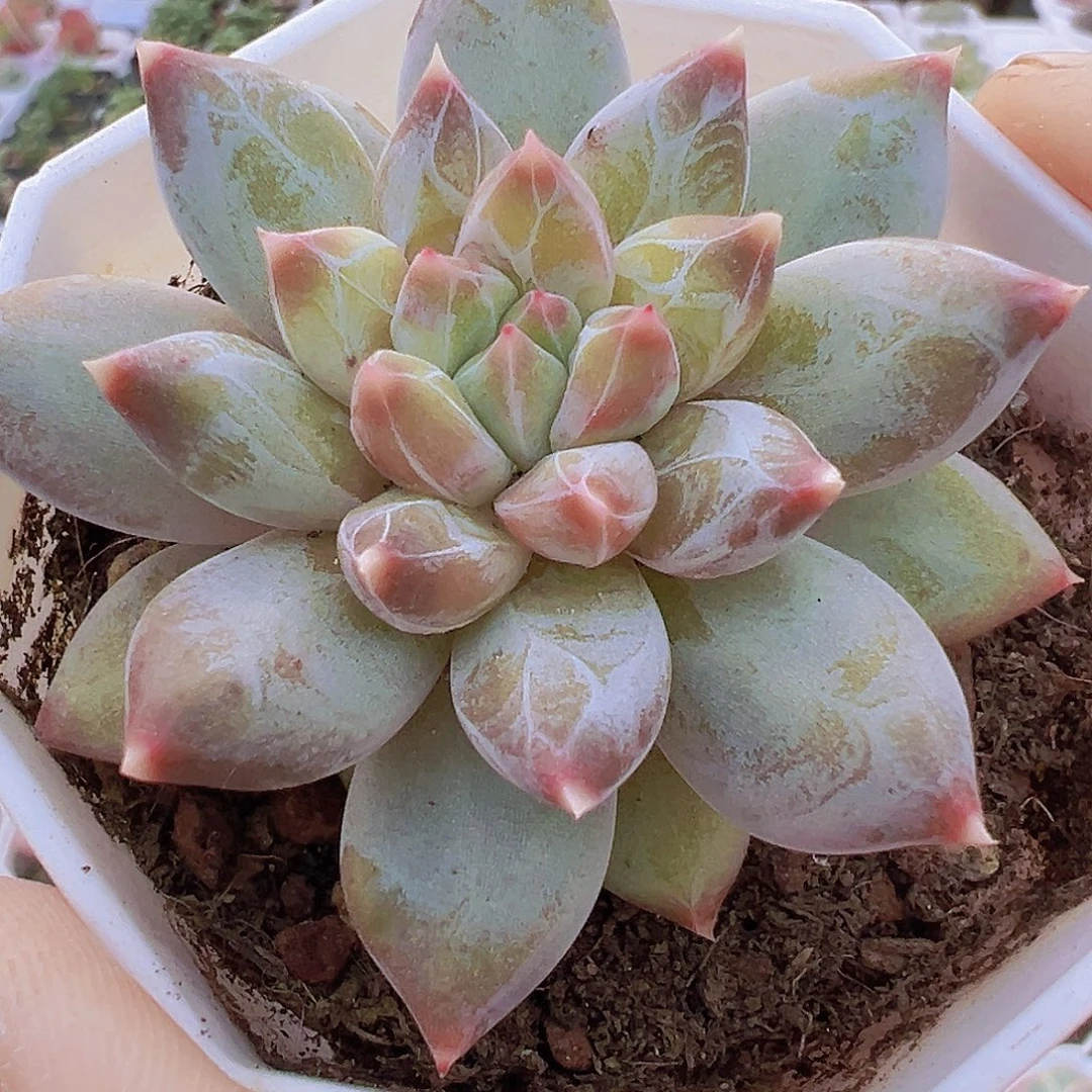 单头幻影美人19包邮多肉