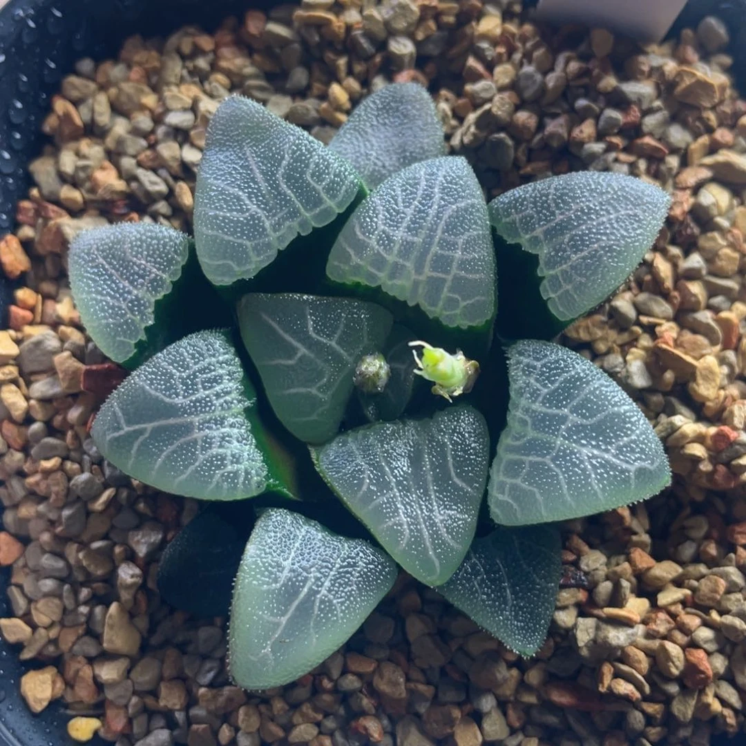 小*十二卷多肉jp实生克。