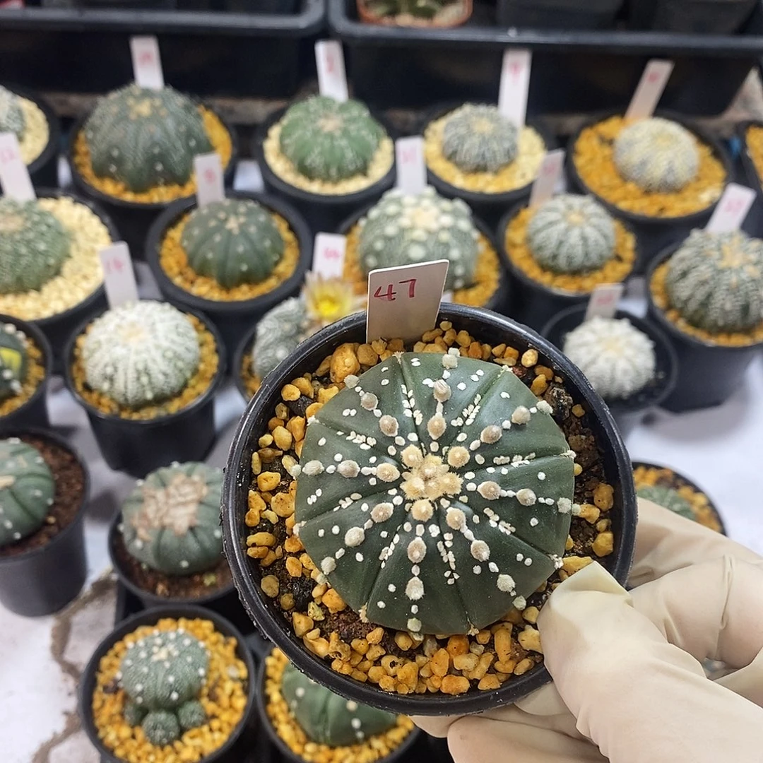 47号美丽的兜好漂亮