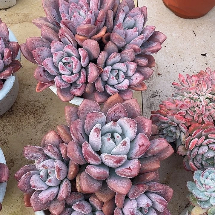 花***晓奥普多肉植物群生
