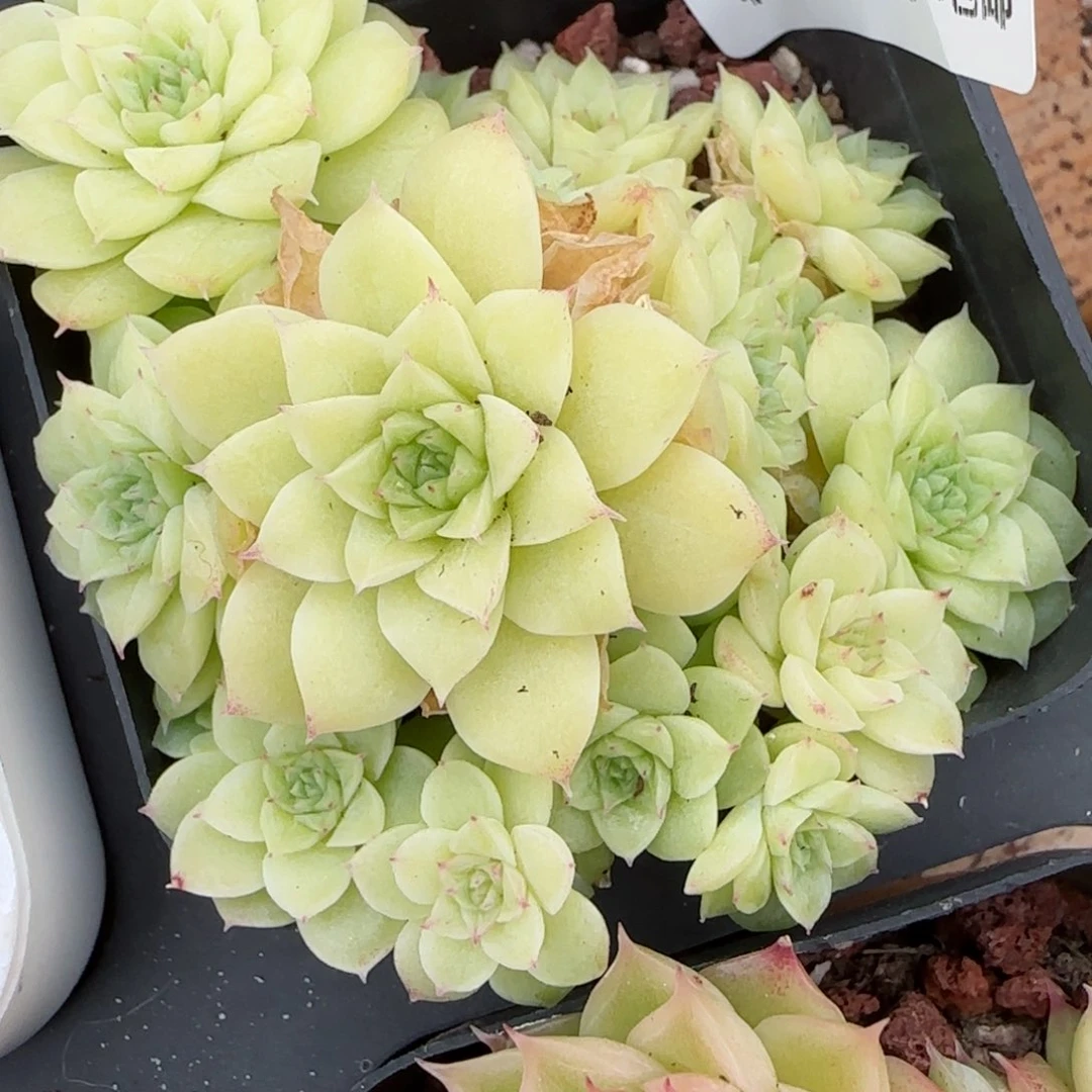 雪****光花语逸镜0208-268