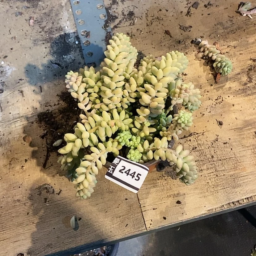 【闪购商品】豆*妈玉缀2445