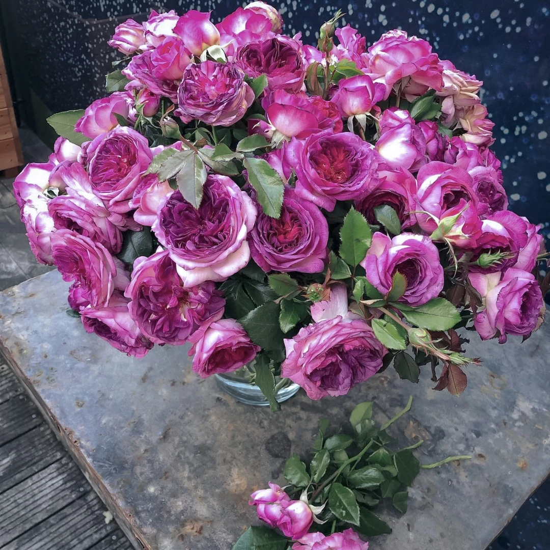 【蓝莓蛋糕】四季开花浓香