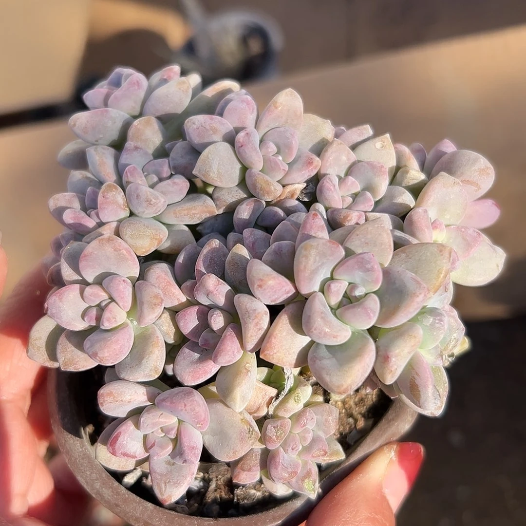 多肉植物淡雪缀化