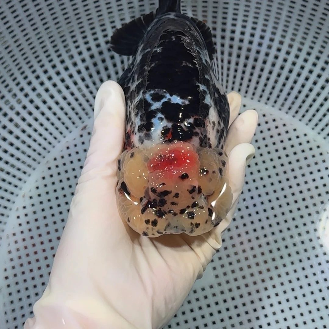 金鱼精品高货兰寿