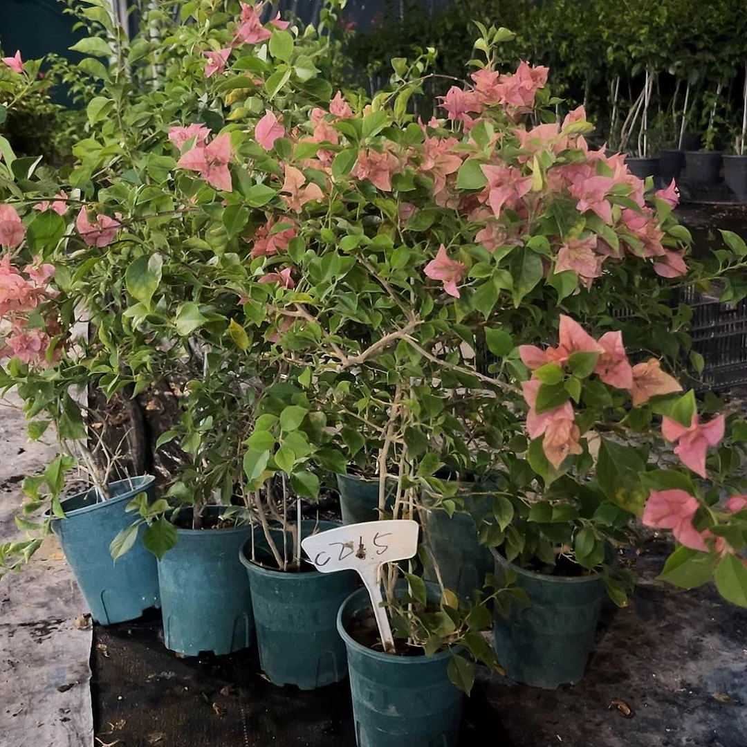 当前无花栽培后可以开花C215酒红带竹一颗
