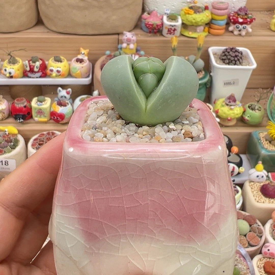 多肉植物27号元宝