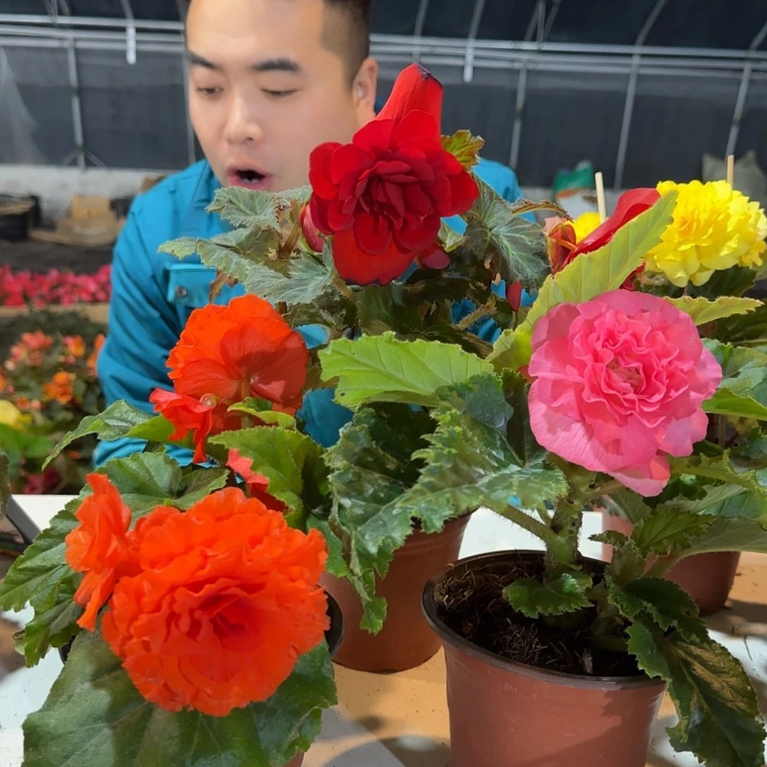 夫妻红➕绿叶橙➕粉掉花折叶正常介意勿拍，不拍保温冻死不售后