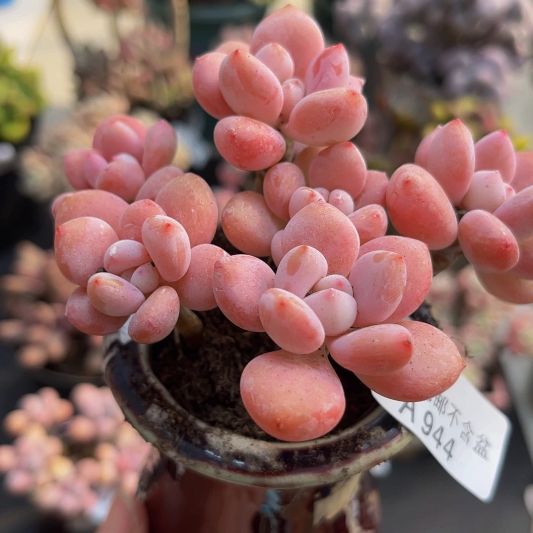 944樱花洛神8cmdr