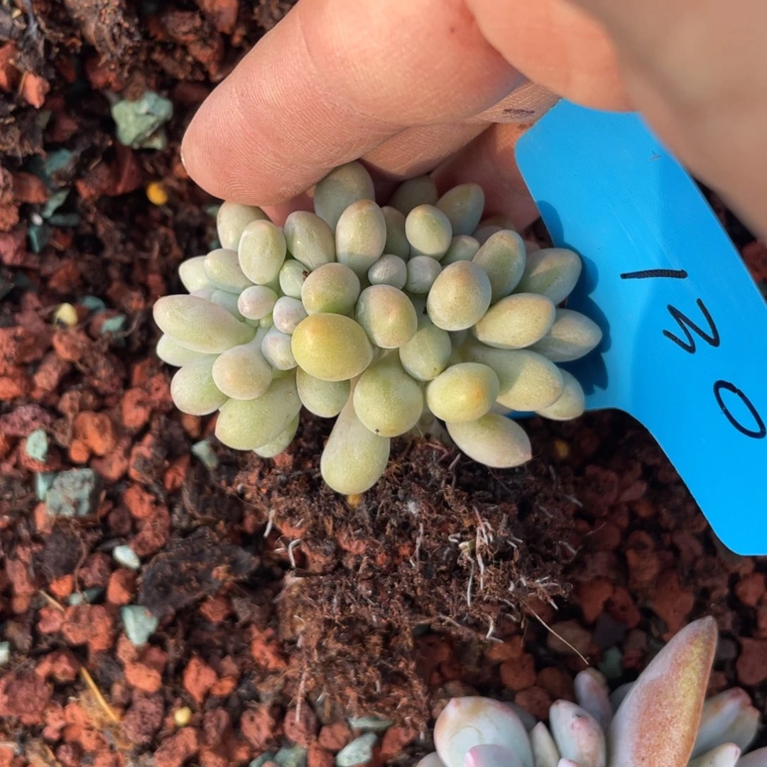 E**a汤圆缀化横切繁殖130