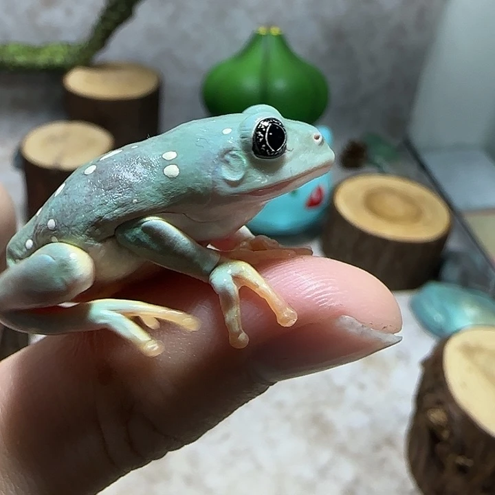 老爷树蛙墨西哥叶蛙