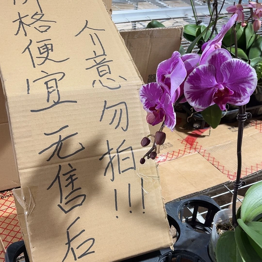 清***柠完全开放蝴蝶兰1个 不售后的
