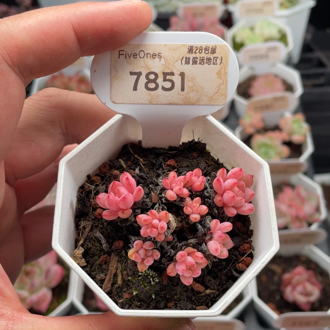 可爱泡泡7851-5厘米