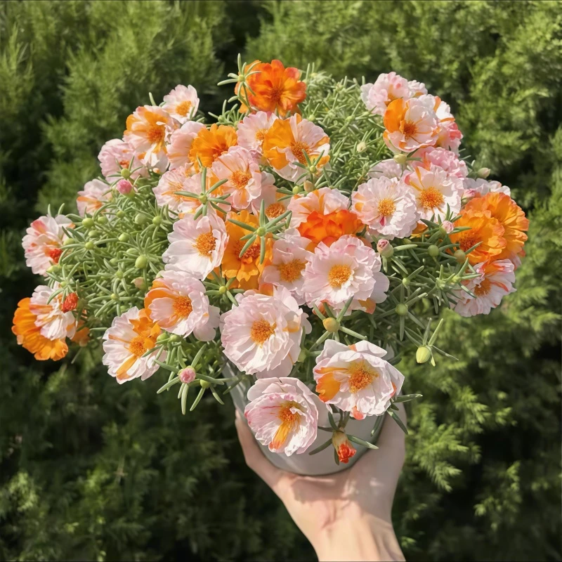 新品重瓣太阳花老桩室内宿根绿植植物大花带根多年生玫红老桩盆栽