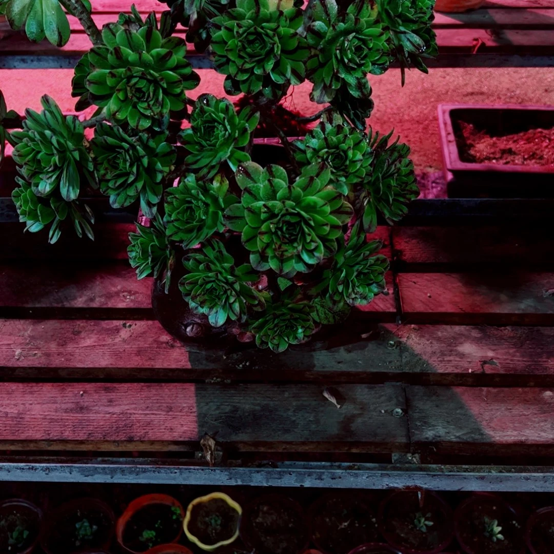 11多肉植物保护研究所