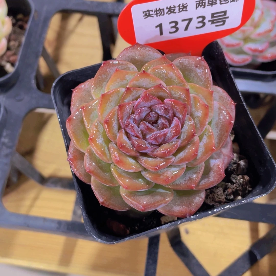 1373号 宽叶孤品糖心