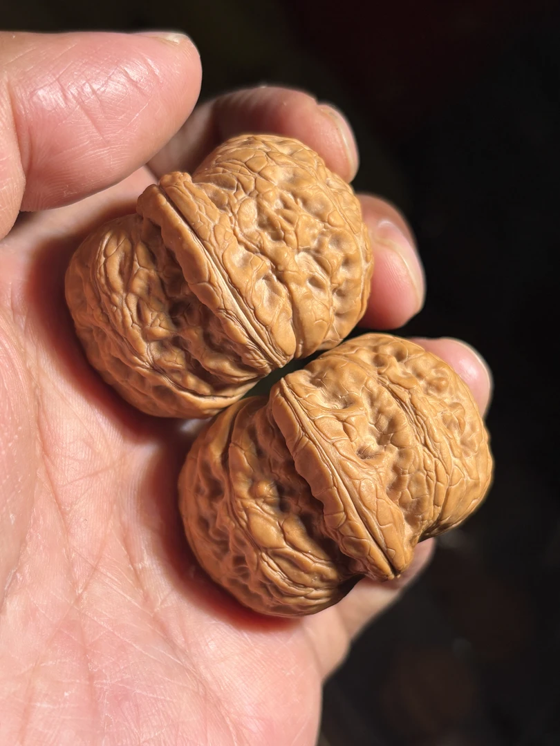 精品敲肩平谷元宝狮子头文玩核桃