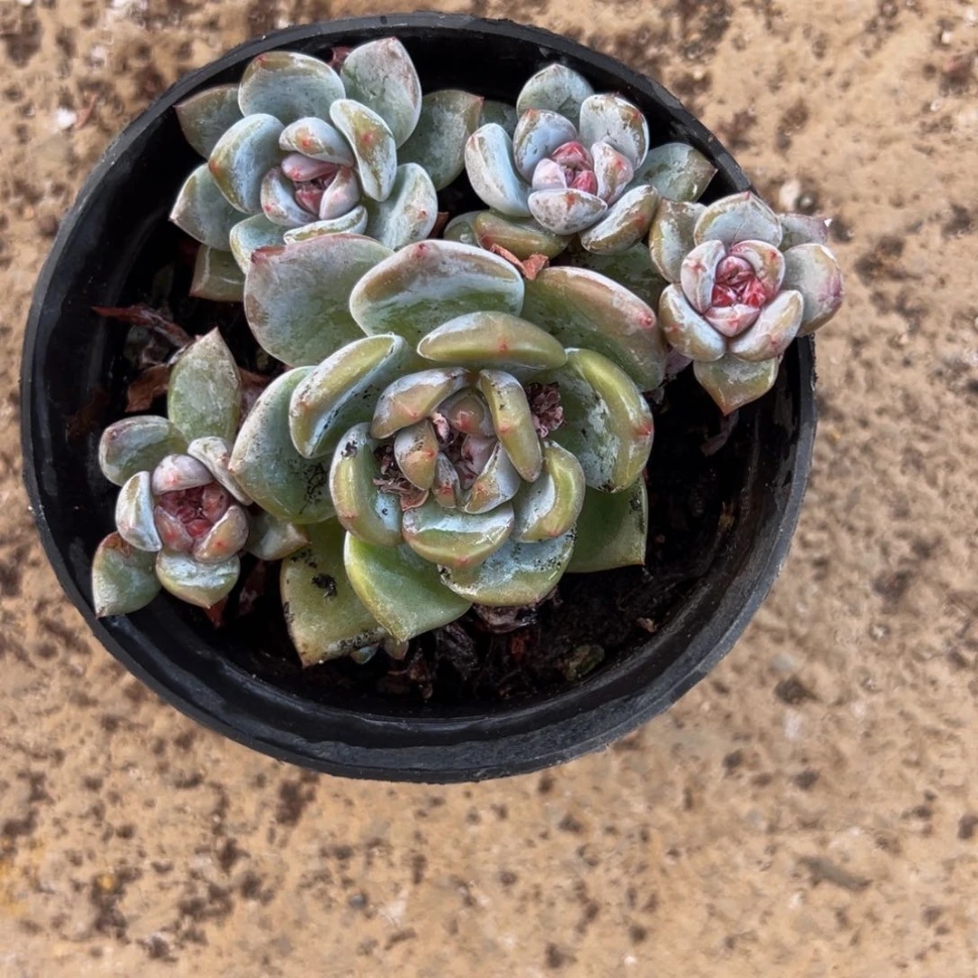 新年快乐 新年快乐