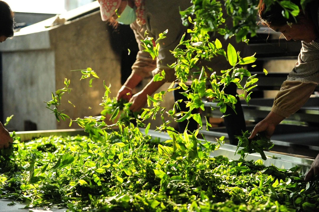 【萱萱普洱茶】zc三星西半山金印通用链接333（不支持试喝拆开不退）