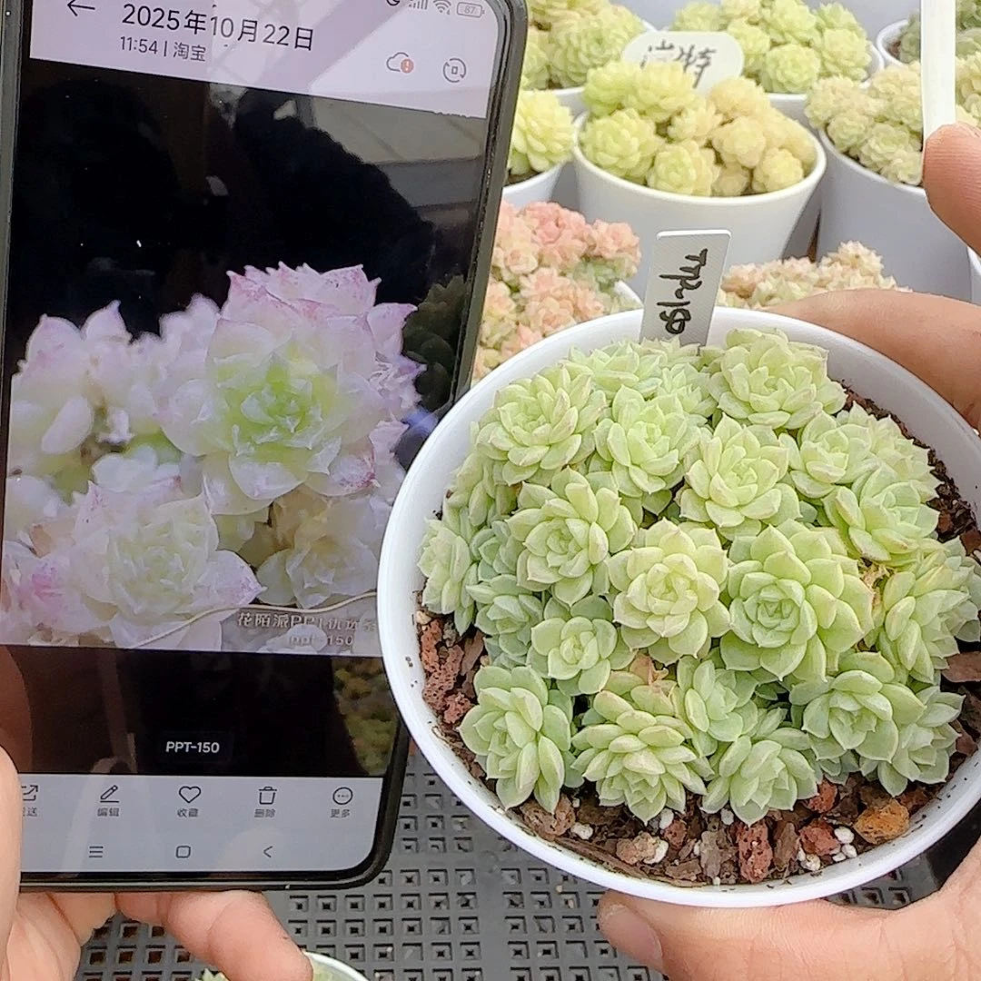 【闪购商品】1025-55（ttp-150）