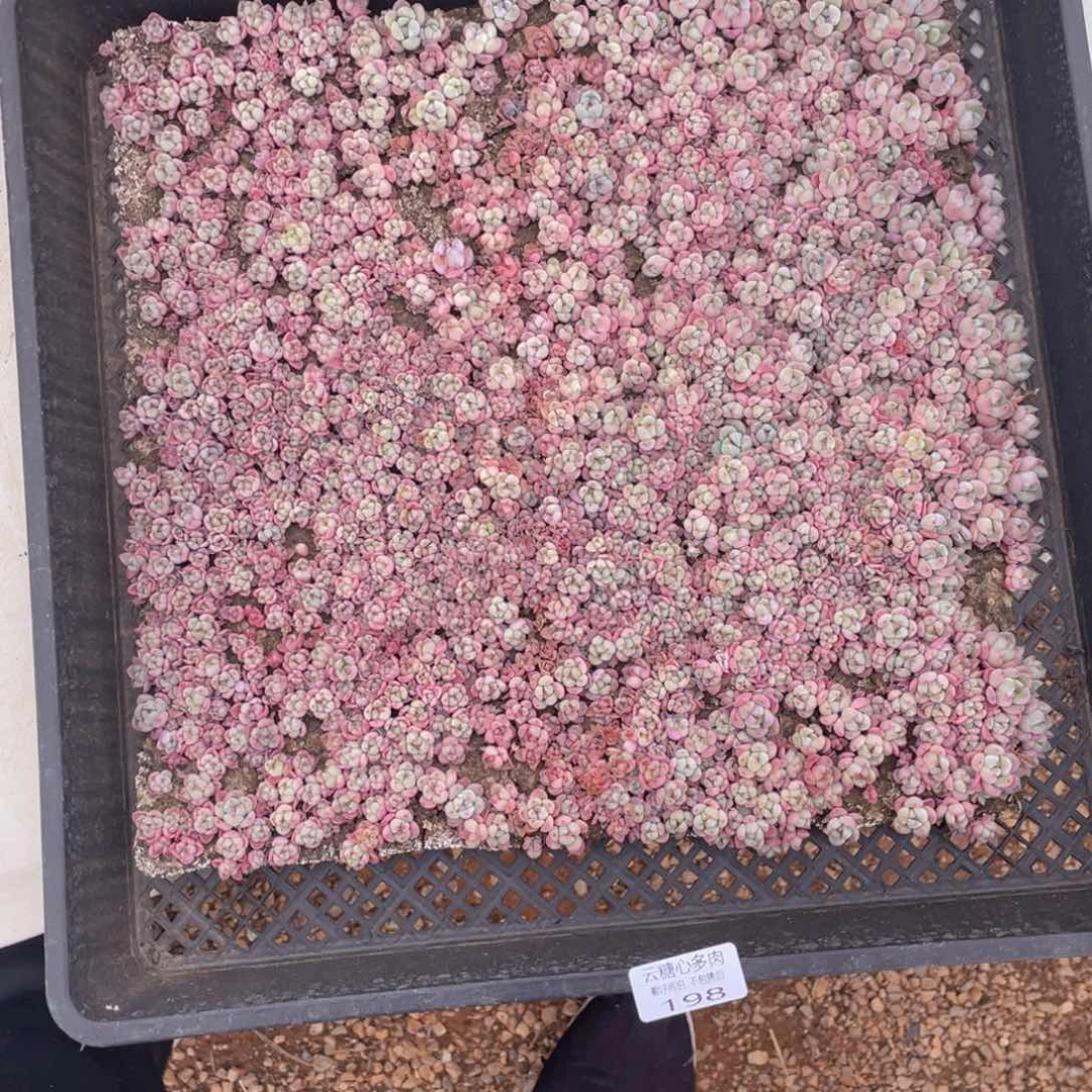 云糖心多肉植物198